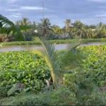 CHUNG TAY XÂY CẦU MICHAEL ROACH