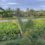 CHUNG TAY XÂY CẦU MICHAEL ROACH ( ĐỢT 2)